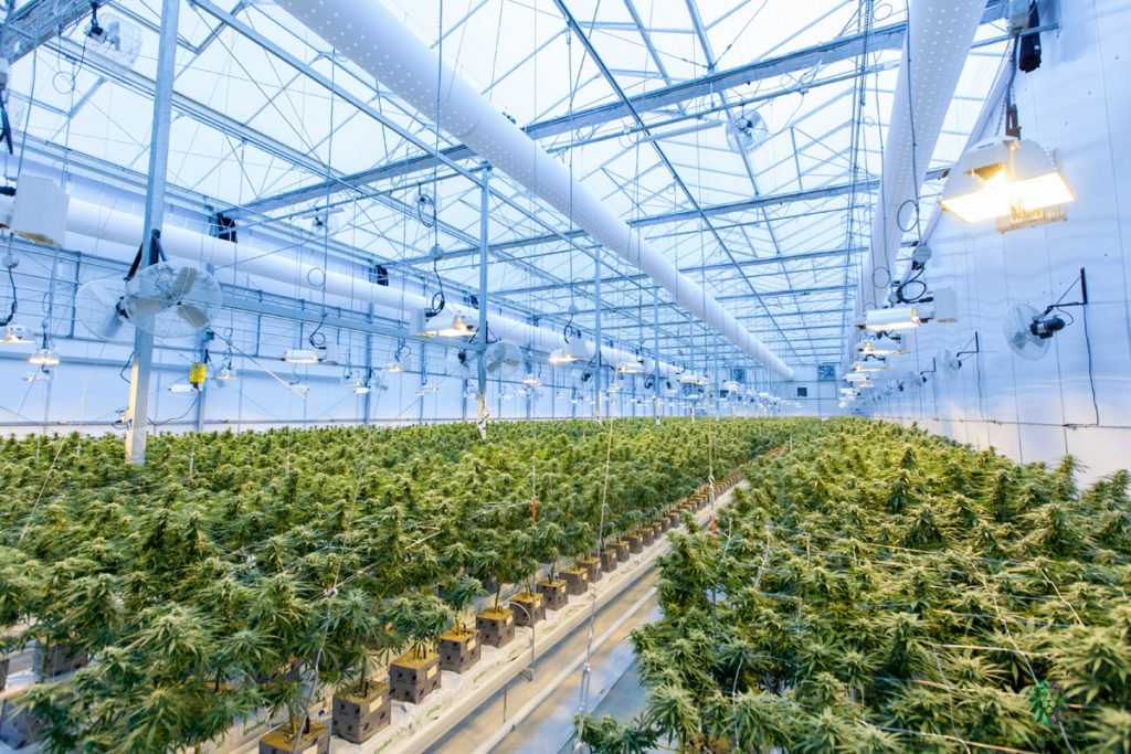 Una serra per coltivazione indoor su larga scala