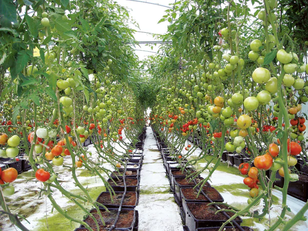 coltivazione idroponica pomodori